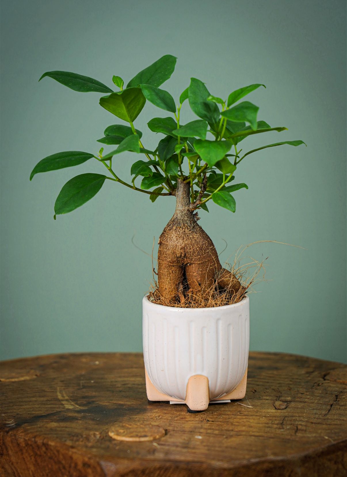 Plantes - Le mini Ficus Ginseng