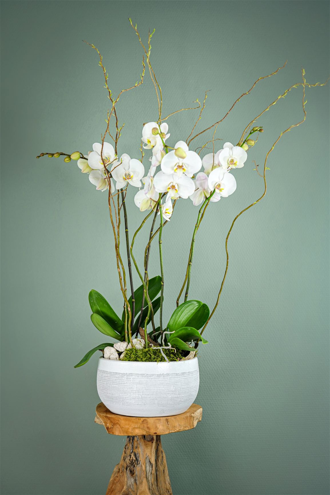 Plantes - La Coupe d'Orchidées Phalaenopsis 
