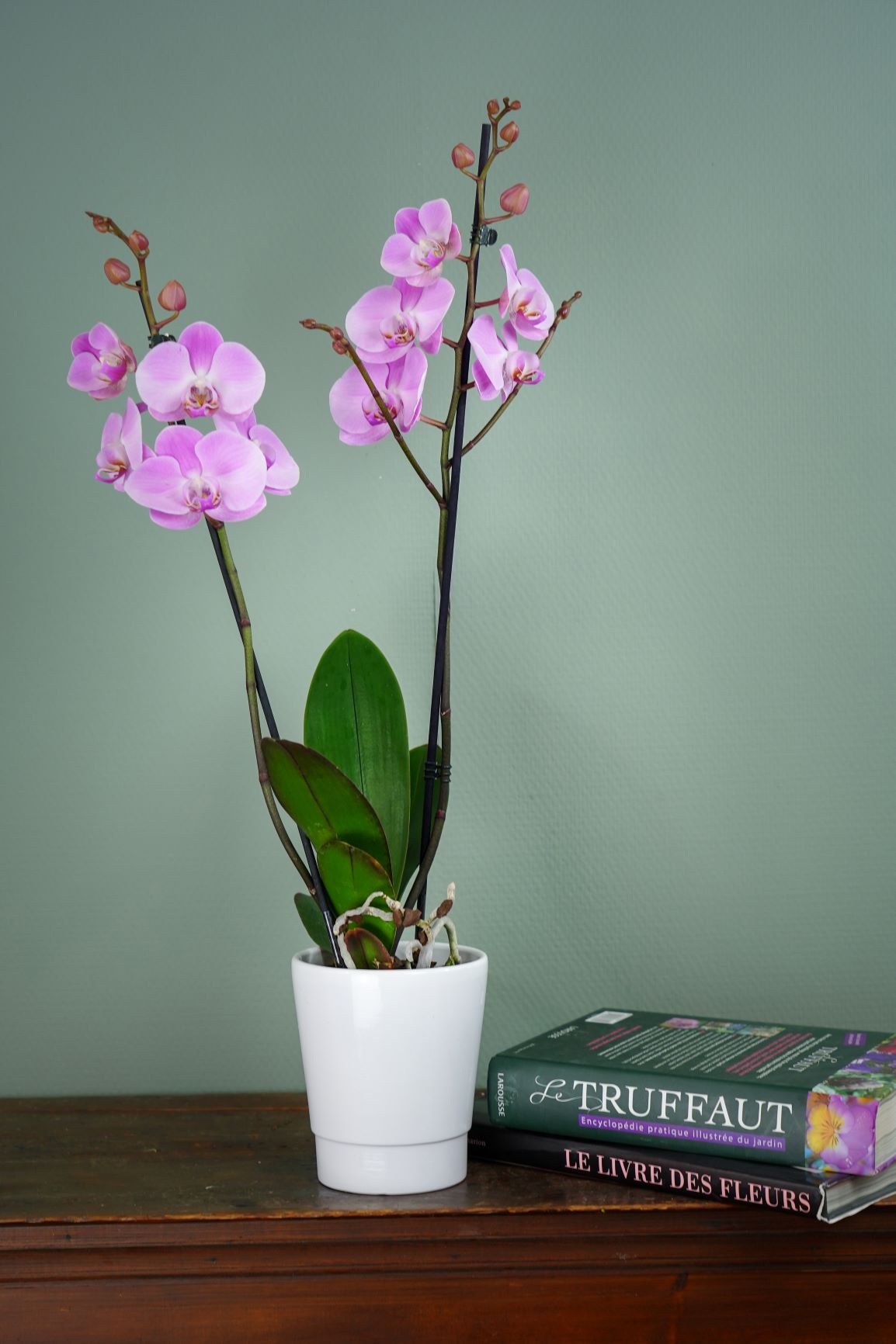 Plantes - L'Orchidée Phalaenospis