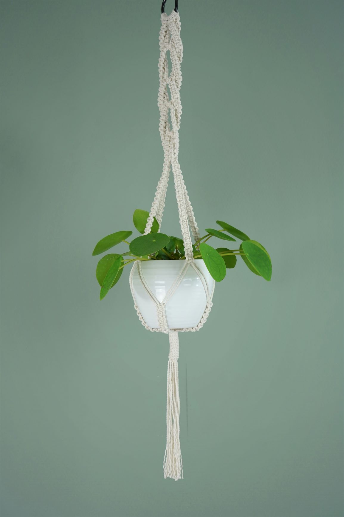 Plantes - Le Pilea Peperomioides