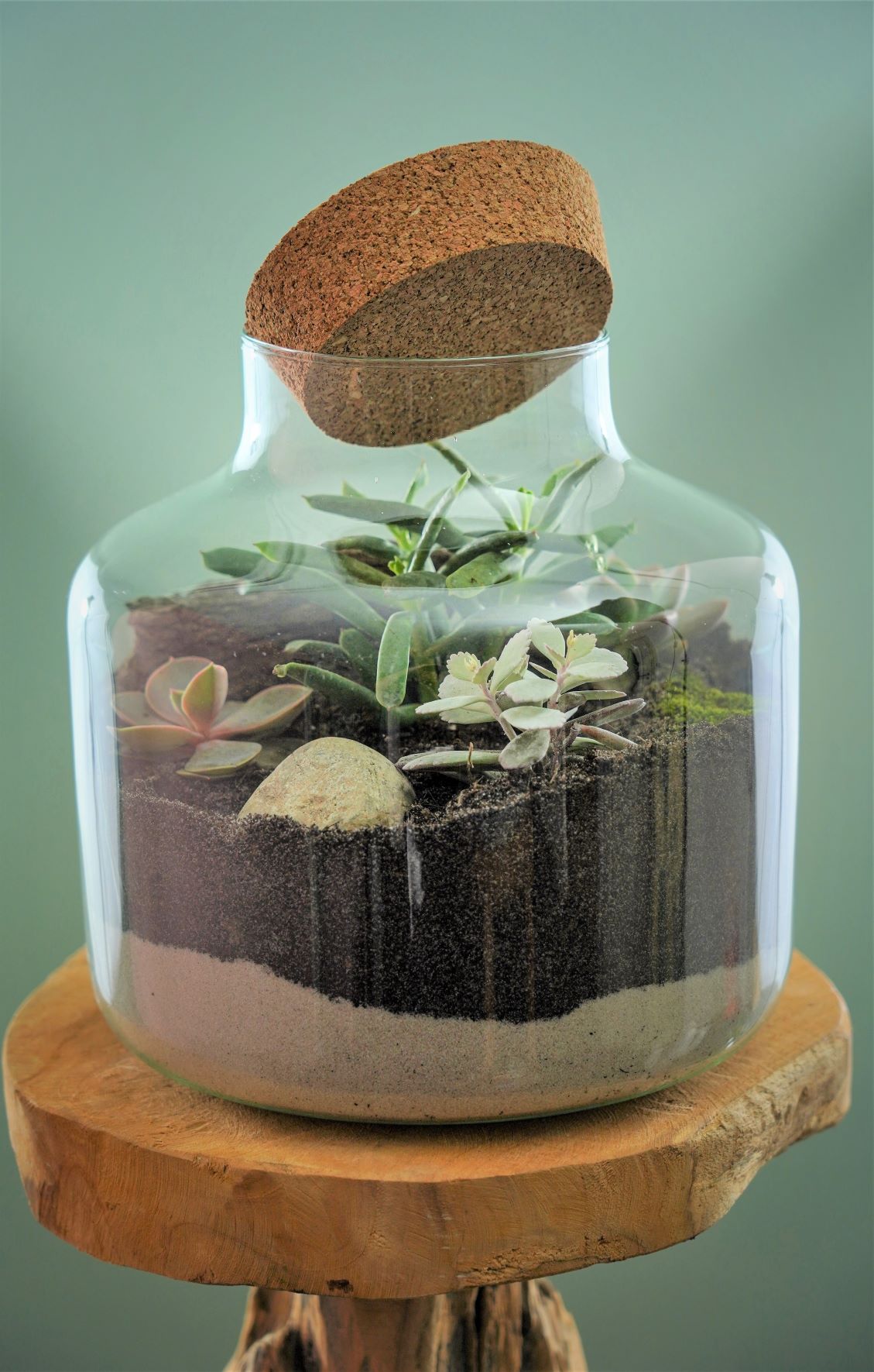 Le Terrarium de Succulentes et Plantes grasses Taille M Boutique
