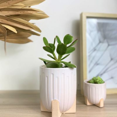 Plantes - Les Plantes Grasses, Crassula Echeveria et Sedum