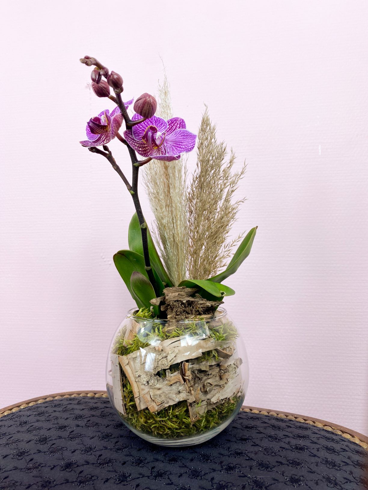 Plantes - Mini Orchidée Phalaenopsis 