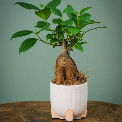 Le mini Ficus Ginseng