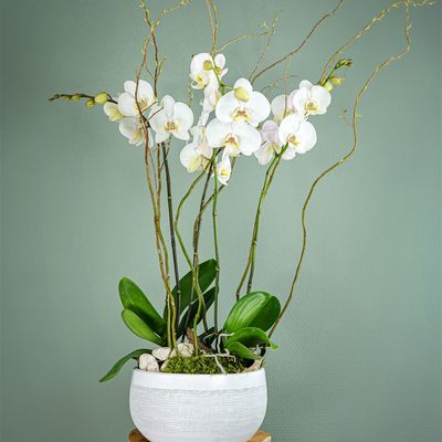 La Coupe d'Orchidées Phalaenopsis 