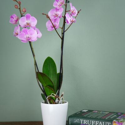 L'Orchidée Phalaenospis