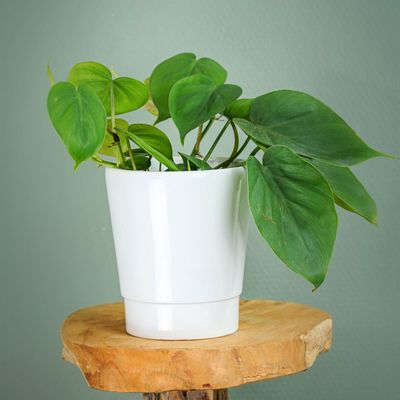 Le Philodendron Scandens