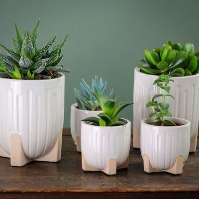 Quatuor de Succulentes • Les Francettes®