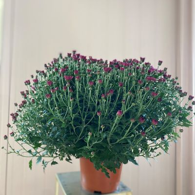 Chrysanthème "pomponette" Uni, petites fleurs