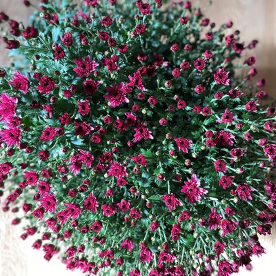 Chrysanthème "pomponette" Uni, petites fleurs