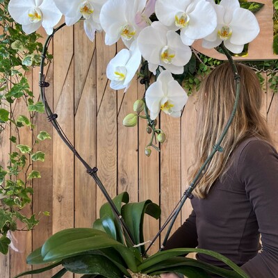 Orchi'C&oelig;ur - L'Orchid&eacute;e Prestige de production Fran&ccedil;aise