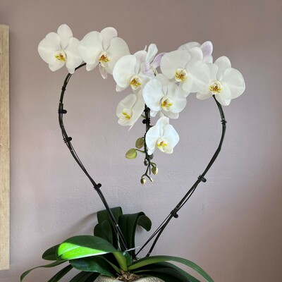 Orchi'Cœur - L'Orchidée Prestige de production Française