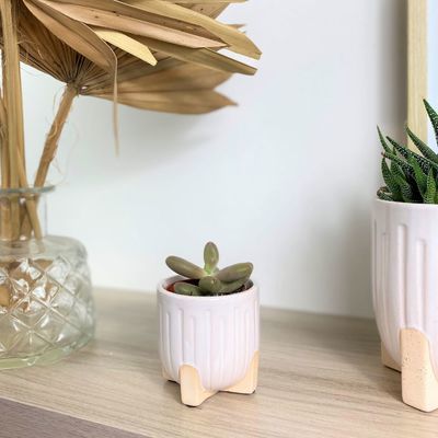 Les Plantes Grasses, Crassula Echeveria et Sedum
