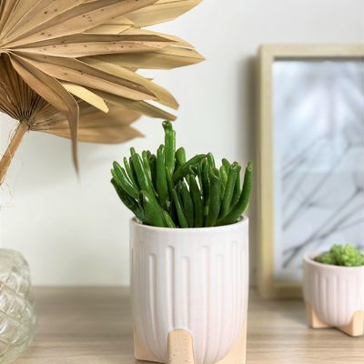 Les Plantes Grasses, Crassula Echeveria et Sedum