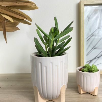 Les Plantes Grasses, Crassula Echeveria et Sedum