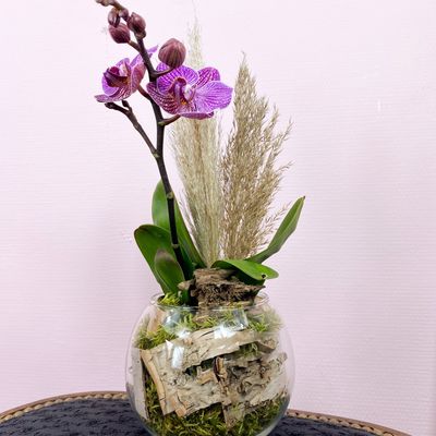 Mini Orchidée Phalaenopsis 