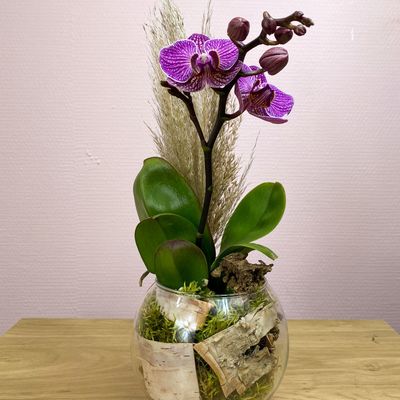 Mini Orchidée Phalaenopsis 